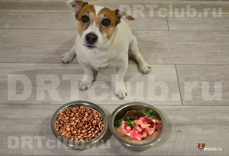 Что можно давать собаке из человеческой еды вместе с сухим кормом?