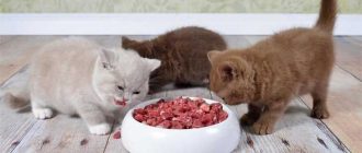 Полезное питание для котят: чем кормить котенка из сырого мяса?