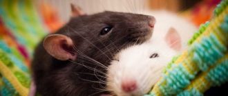 Разнообразие питания крыс в домашних условиях