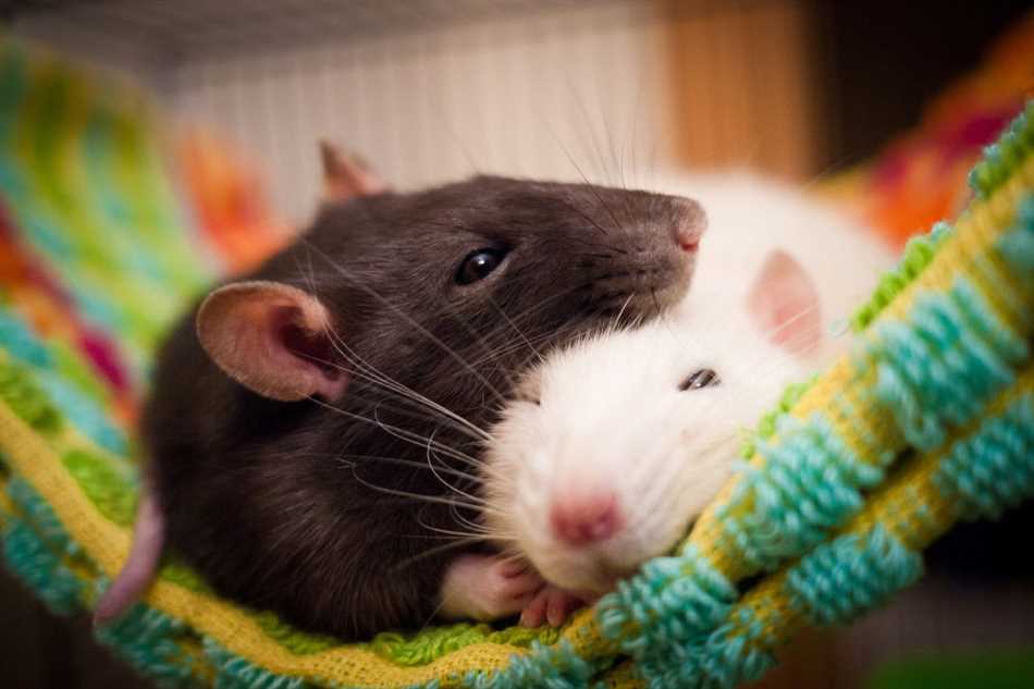 Что можно крысам кроме корма в домашних условиях?