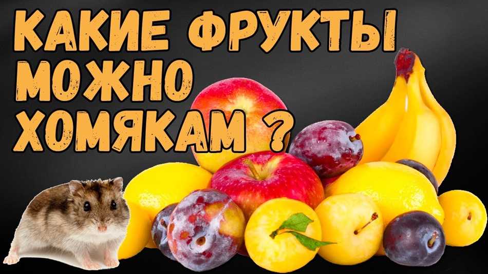 Что нельзя давать хомякам джунгарикам из еды?