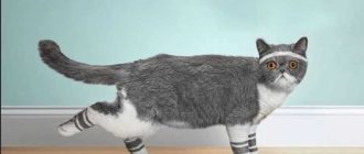 Как защитить мебель от кошачьих когтей: советы и способы одевания кошкам