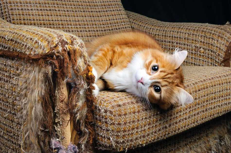 Что поможет чтобы кошка не царапала мебель?