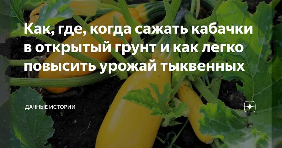 Какие добавки использовать для подкормки кабачков?