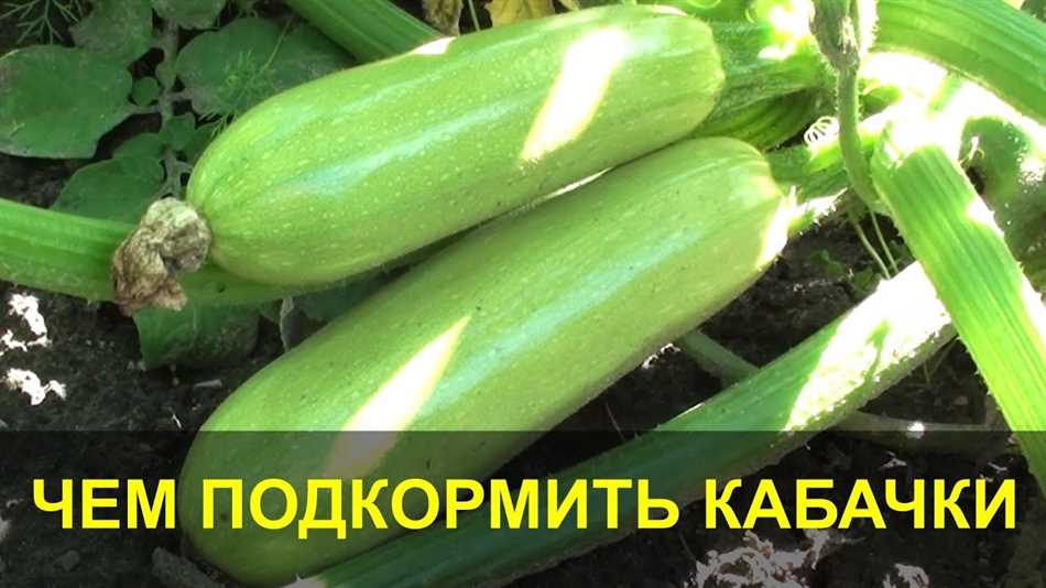 Преимущества зеленого удобрения для кабачков