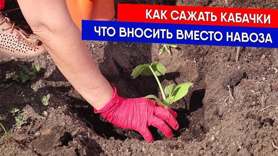 Что внести под кабачки при посадке?