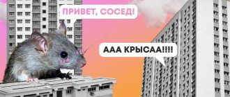 Служба, которая травит крыс: как она называется и как ею воспользоваться?