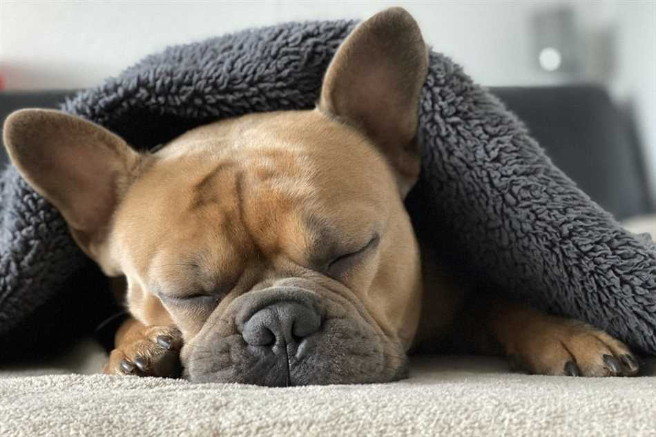 Что значит если собака спит с тобой?