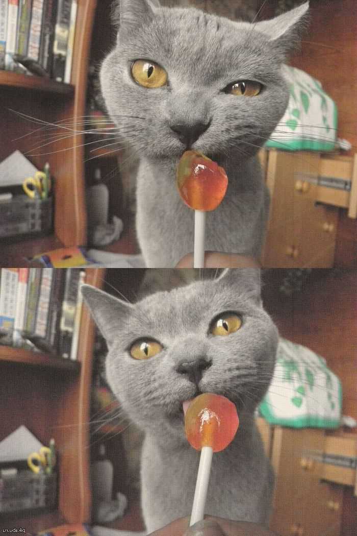 Что значит когда кошка ест сладкое?
