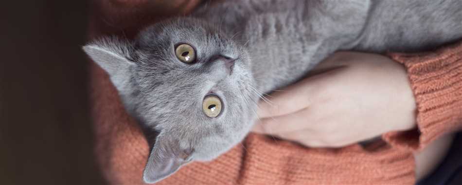 Что значит у кота чувствительное пищеварение причины?