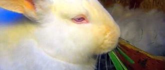 Узнайте едят ли декоративные кролики картошку