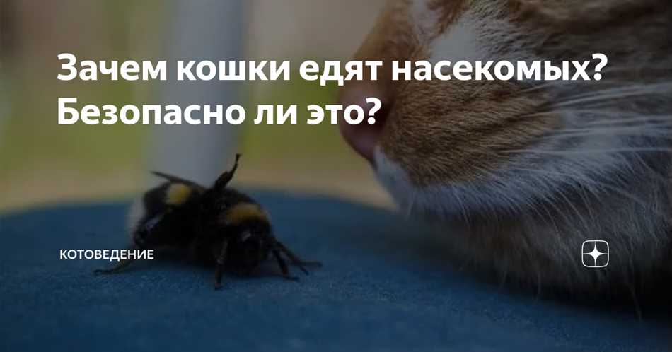 Едят ли кошки насекомых?