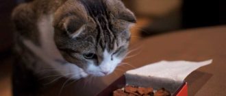 Можно ли давать кошкам шоколад?