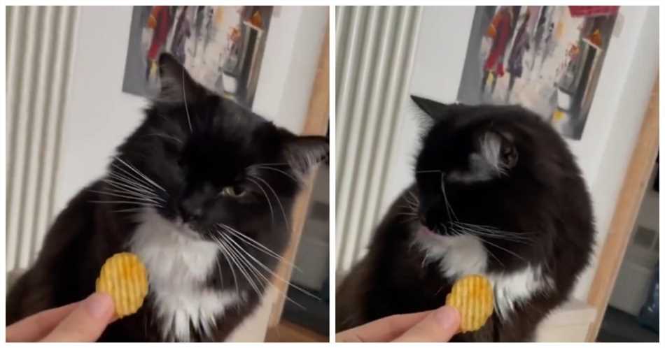 Вред от чипсов для котов