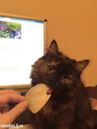 Едят ли коты чипсы?