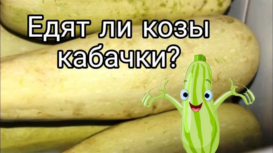 Кабачки как корм для коз