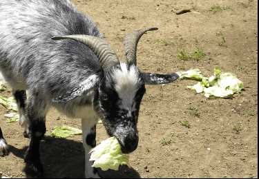 Особенности пищевого поведения коз