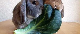 Кормление кроликов: едят ли они капусту?