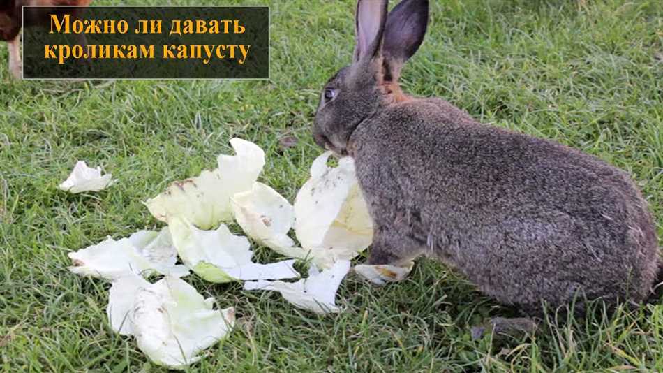 Пища для кроликов: основные компоненты