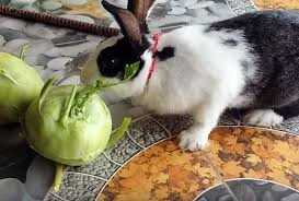 Раздел 2: Что содержится в пище для кроликов?