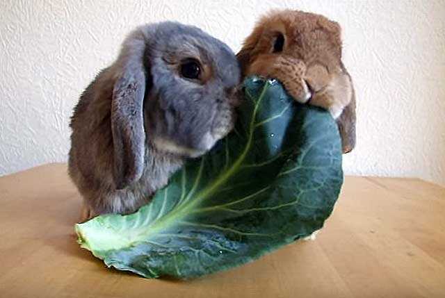 Едят ли кролики капусту?