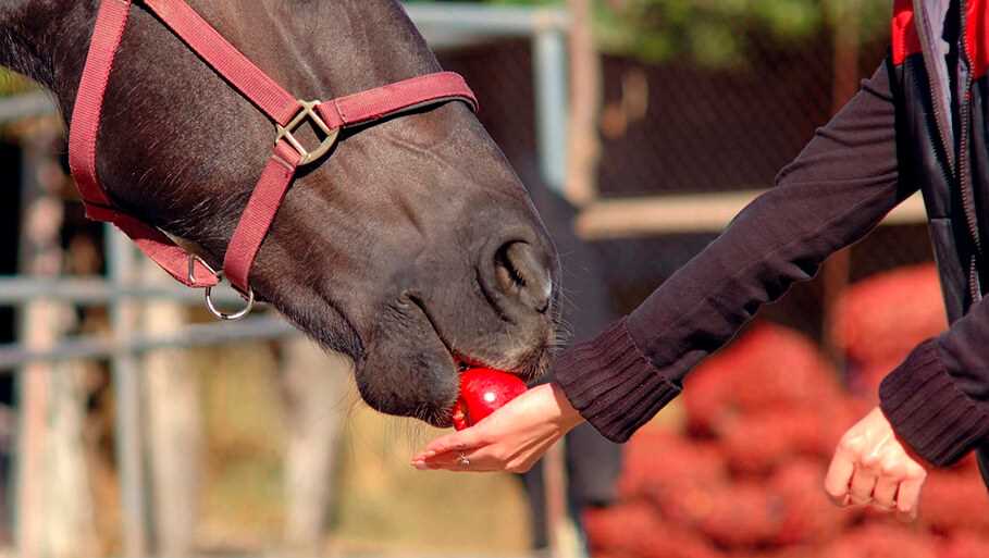 Едят ли лошади капусту?