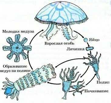 Можно ли достичь бессмертия?