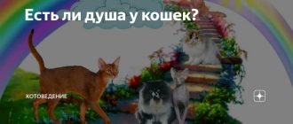 Есть ли душа у кошек по католически?