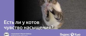 Есть ли насыщение у кошек?