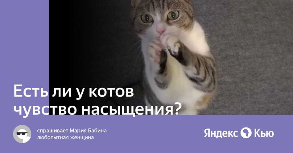 Есть ли насыщение у кошек?