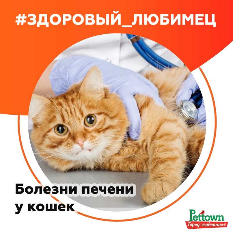 Заболевания печени у кошек