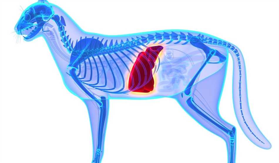 Диагностика и лечение печеночных заболеваний у кошек