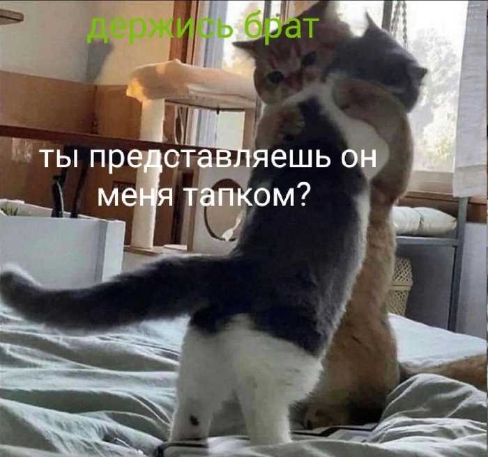 Влияние эмоционального состояния владельца на кота