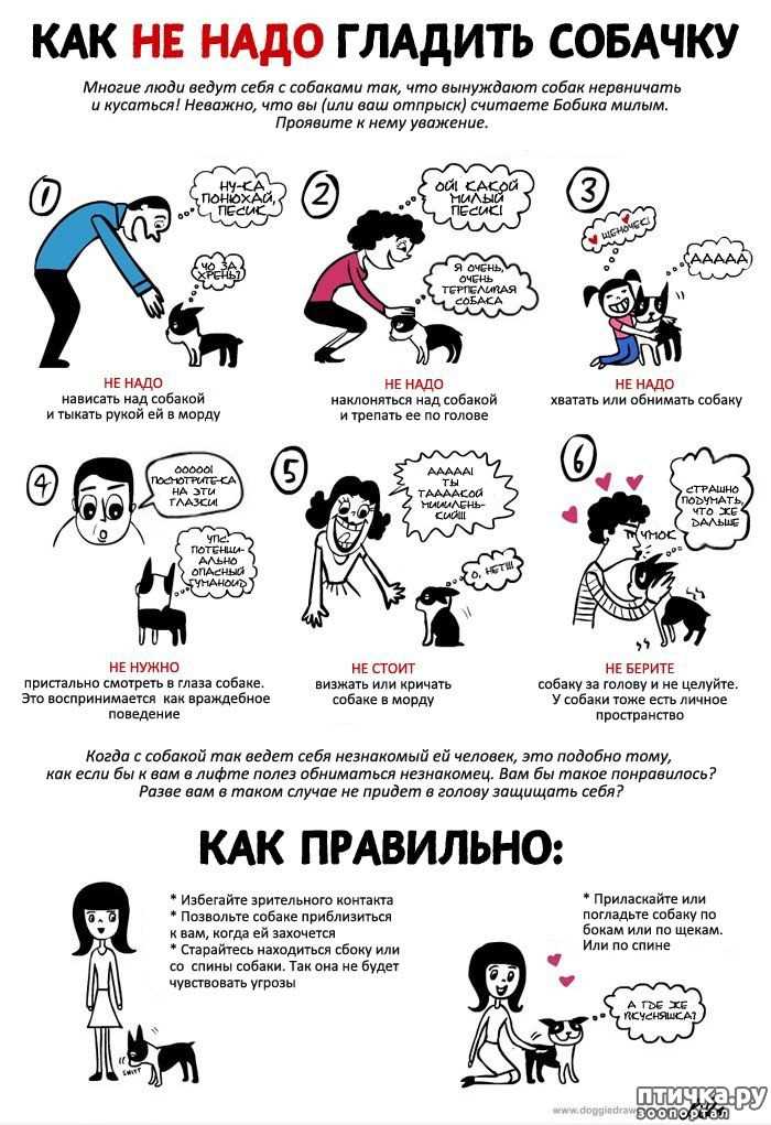 Безопасное место для чесания собаки