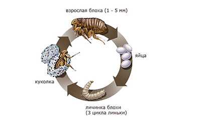 Как блохи попадают на уши кошки?