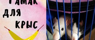 Из чего лучше всего сделать гамак крысе: практичные материалы и идеи