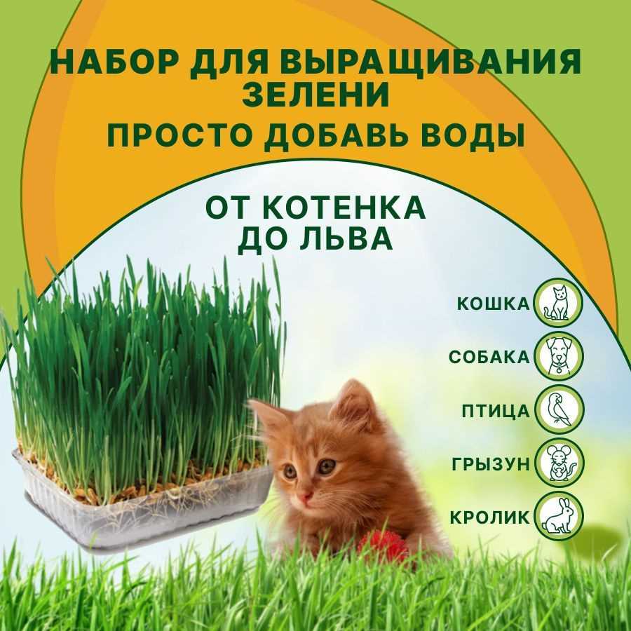 Из каких злаков выращивать зелень для кошек?