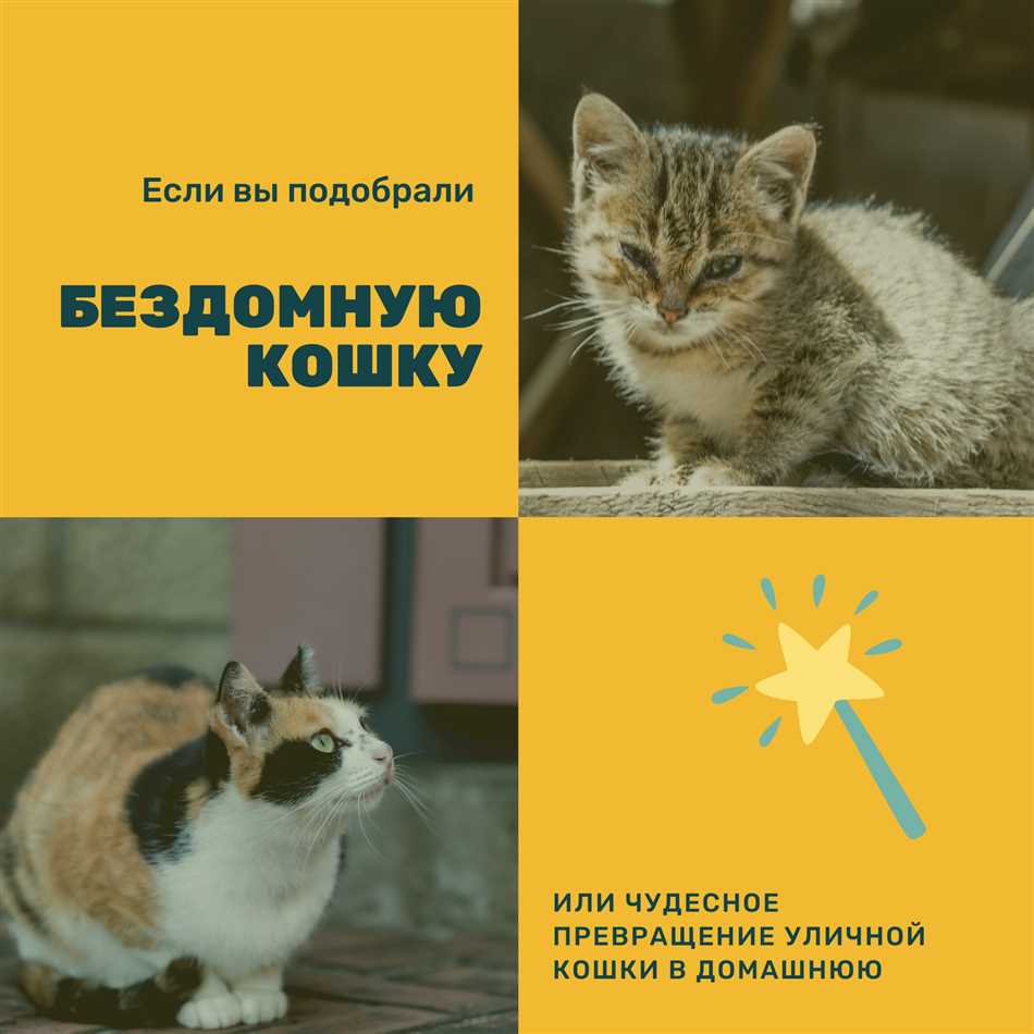 Кошка регулярно кормится