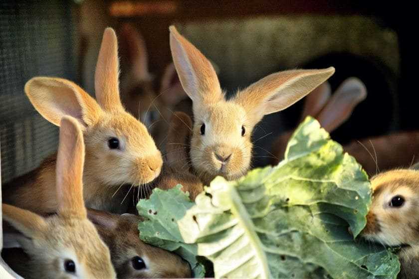 Какая капуста подходит для кормления кроликов