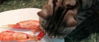 Как часто котам можно давать креветки?