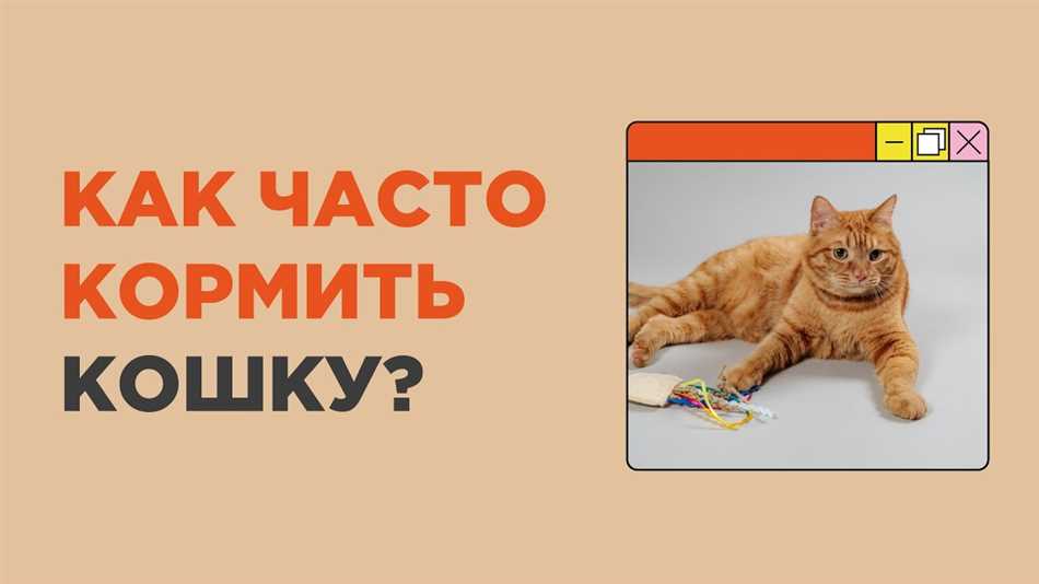 Какие факторы влияют на пищевые потребности кошки?