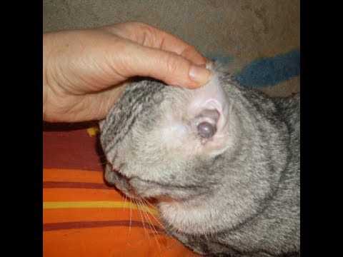 Как чистить уши шотландским вислоухим котятам?