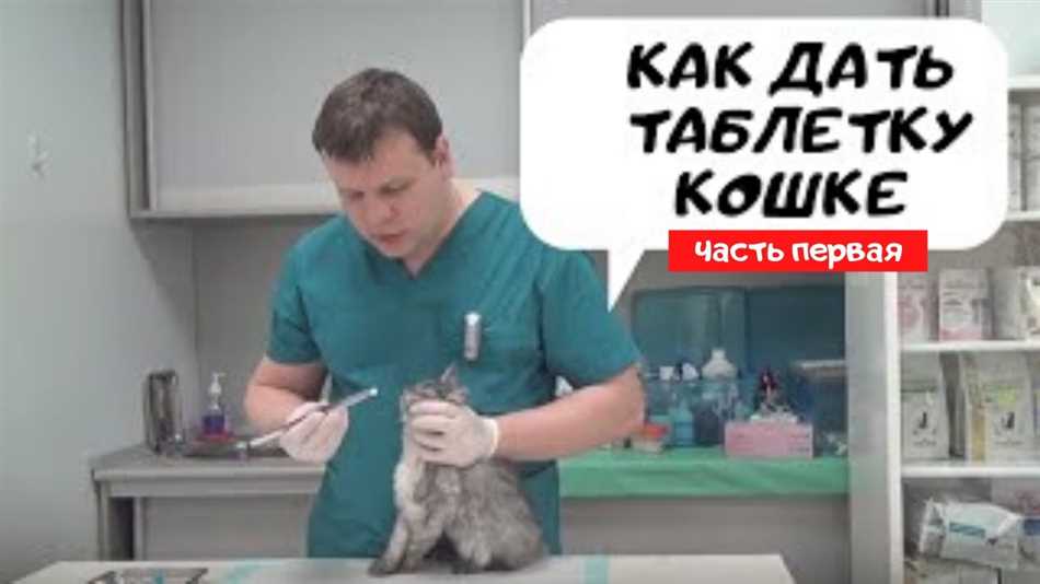 Как выбрать подходящую капсулу для кота?