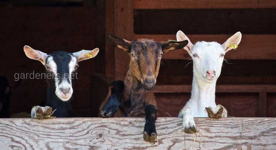 Потенциальные проблемы и побочные эффекты от капусты в рационе коз