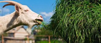 Правила введения капусты в рацион коз: советы опытных фермеров