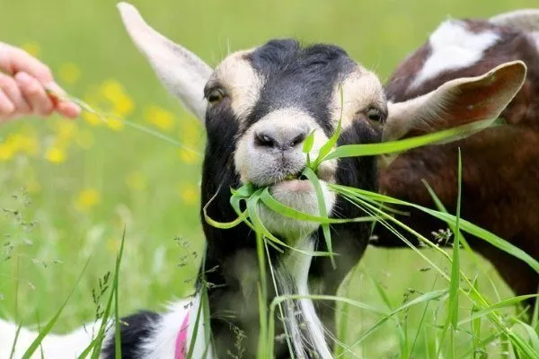 Особенности питания капустой в зависимости от возраста и веса коз