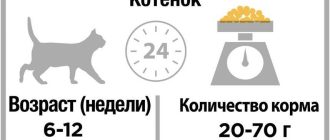 Как правильно кормить котёнка 1,5 месяца?