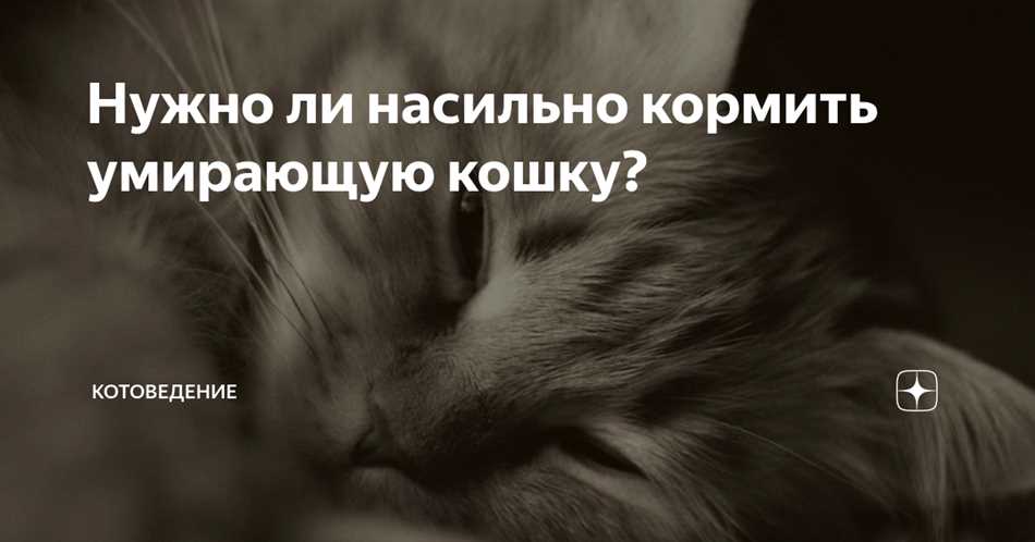 Как можно насильно накормить кота?