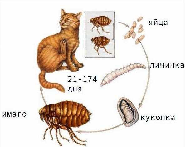 Поиск через визуальное осмотрение: