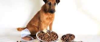 Как правильно кормить больную собаку, если она отказывается от пищи?